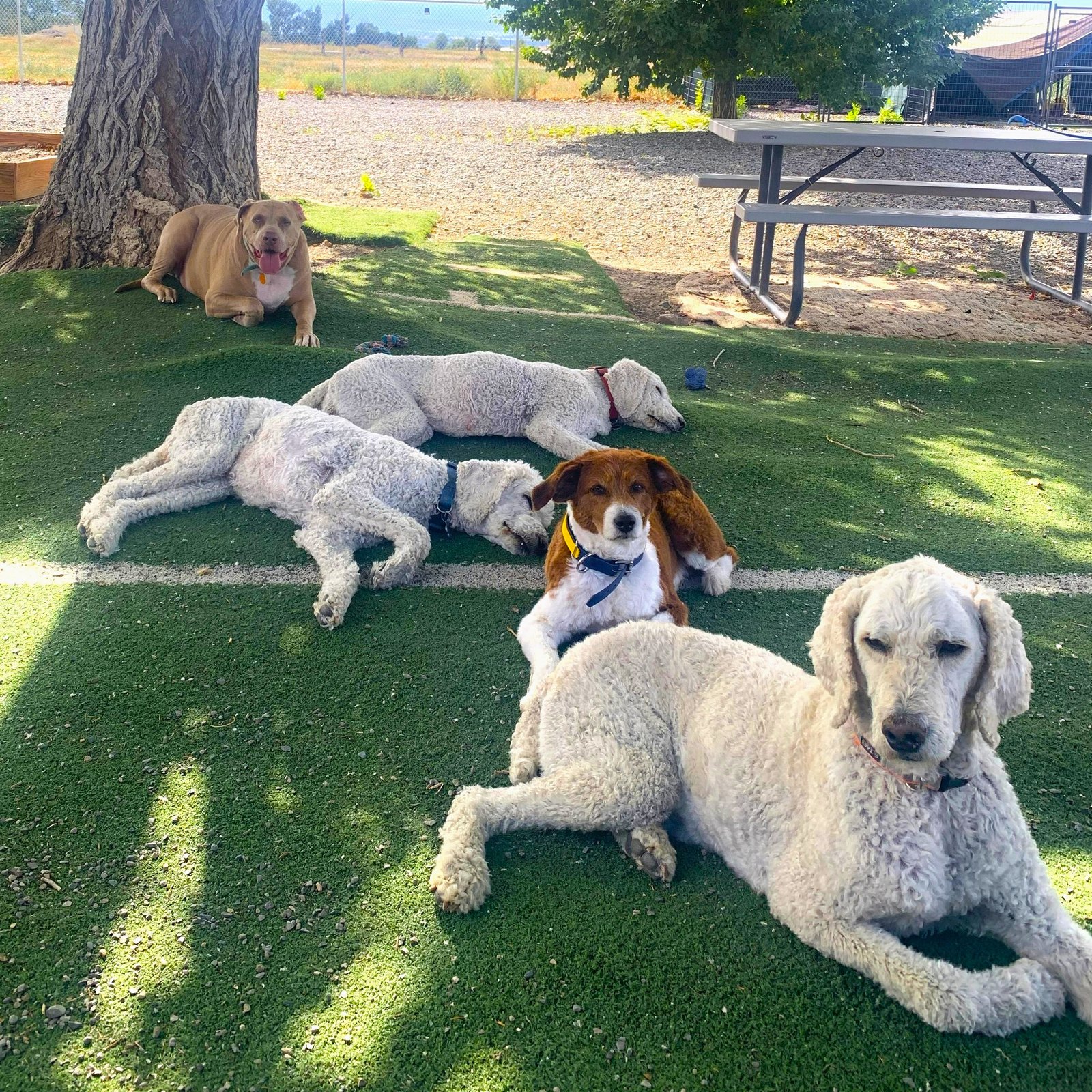Pet care moment 1