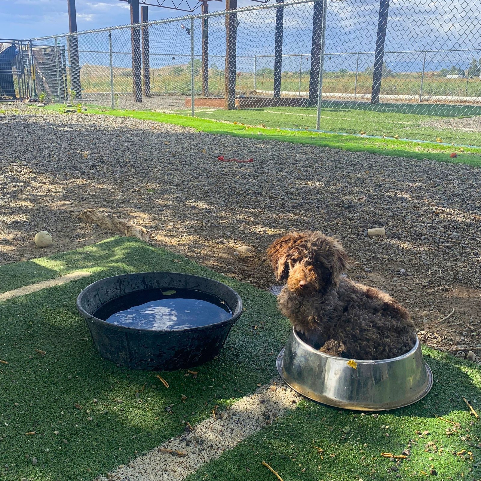 Pet care moment 2