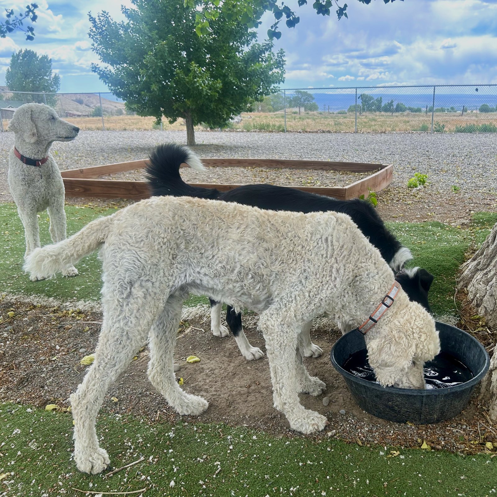Pet care moment 3