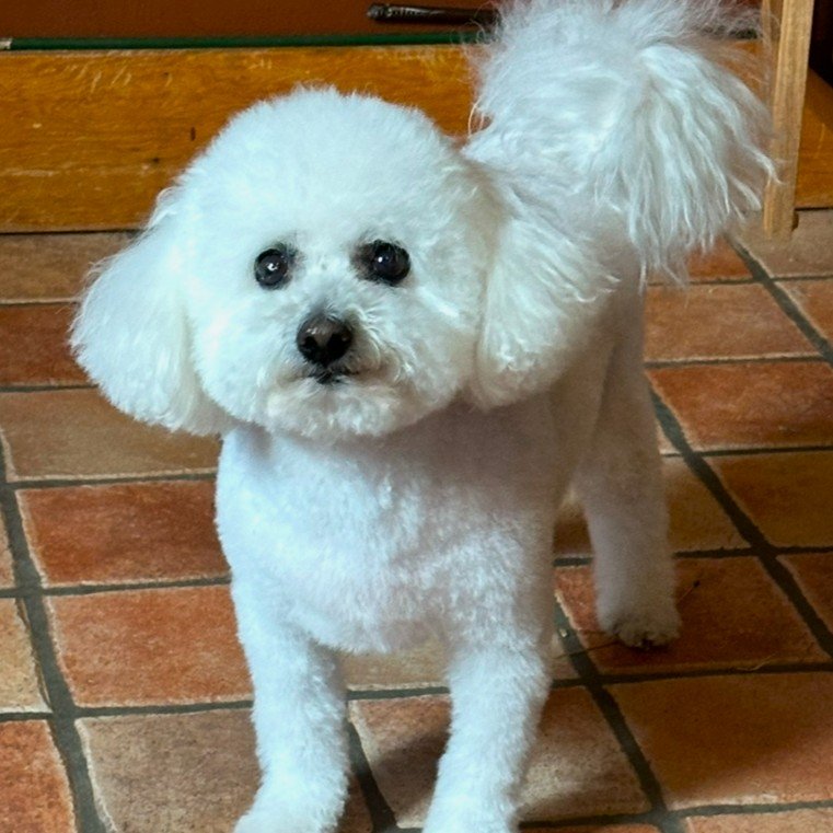 Pet care moment 1
