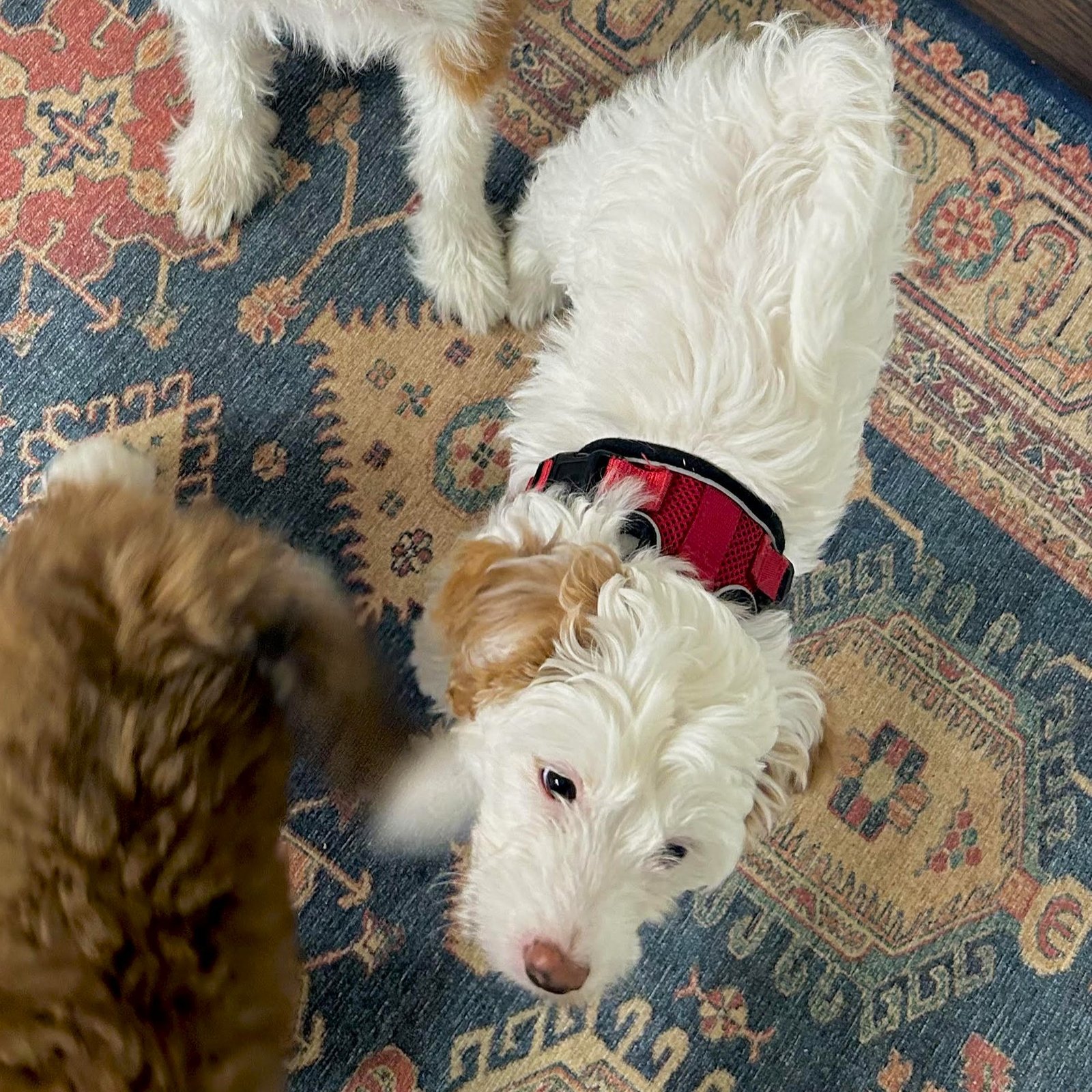 Pet care moment 3