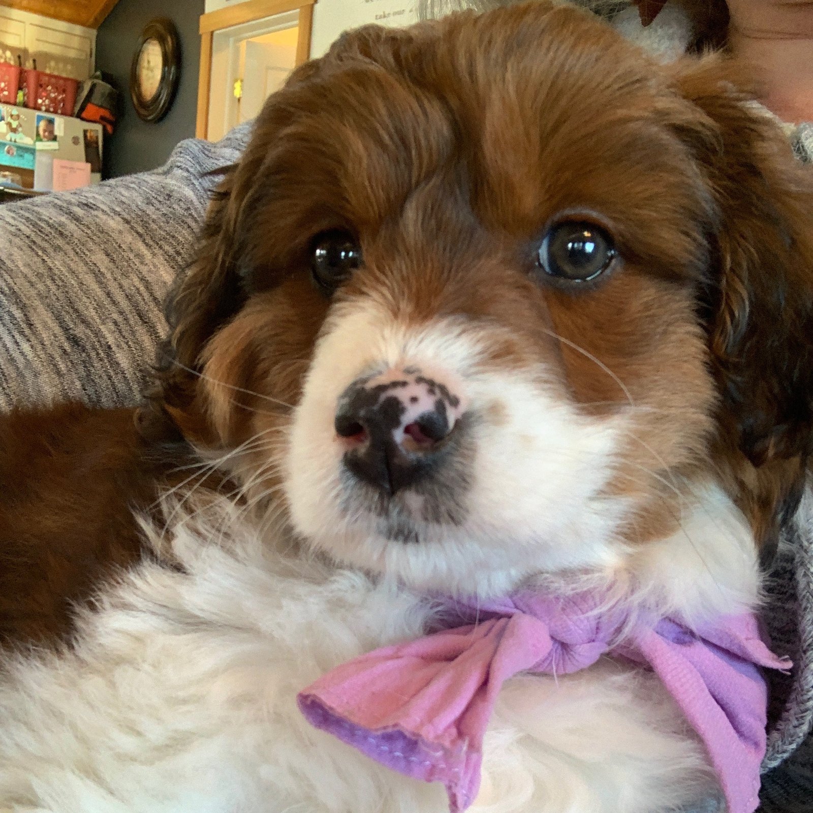 Pet care moment 4