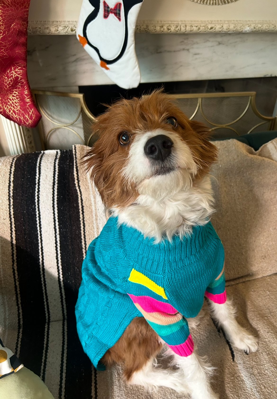 Gentle grooming for all sizes