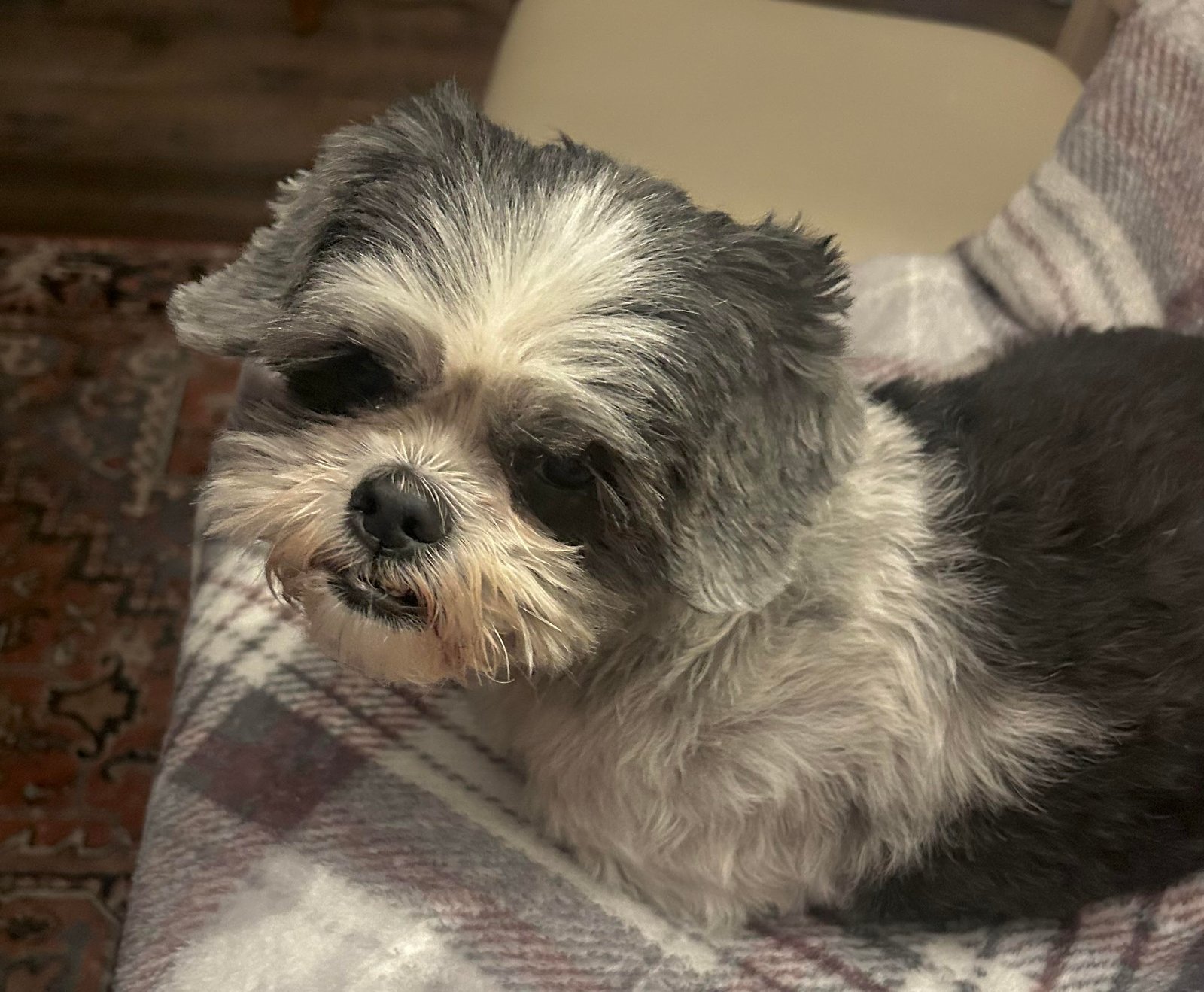 Gentle grooming for all sizes